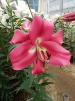 [5569 PO72 Resolute No02.JPG]